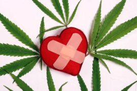 Here’s how CBD affects your heart health: – Learn how cannabis affects your heart health.