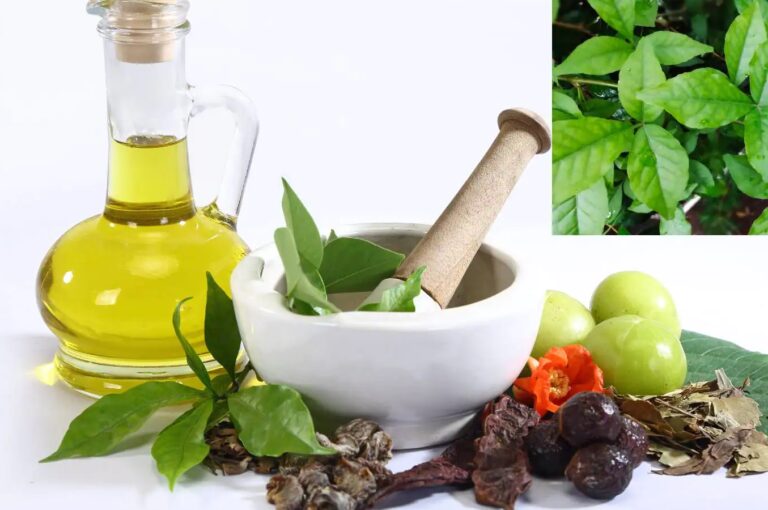 Here are 4 DIY Bael sheet masks for hair growth.  Here are 4 ways to strengthen hair with bael leaves.