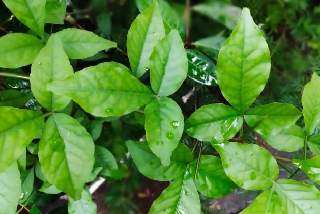 Bael leaves are beneficial to fight diabetes.- Regular consumption of bael leaves can prevent diabetes.