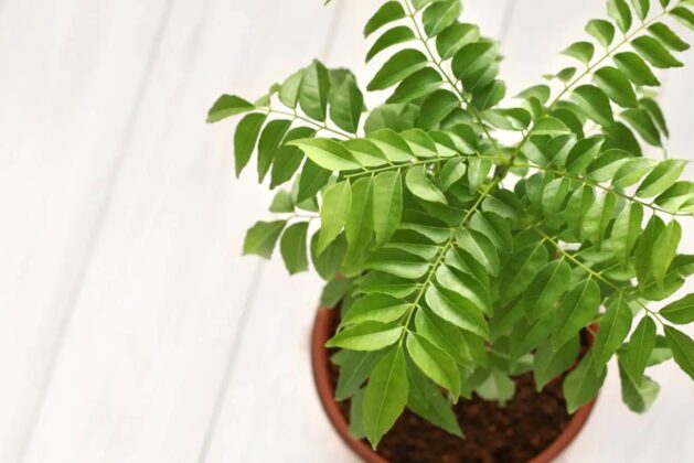 Benefits of curry leaves in diabetes control.- Benefits of curry leaves in diabetes control.