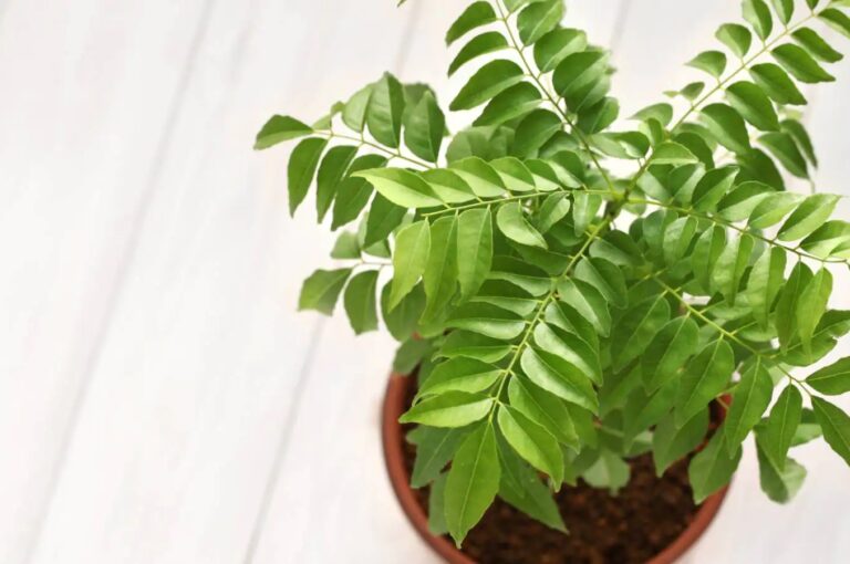 Benefits of curry leaves in diabetes control.- Benefits of curry leaves in diabetes control.