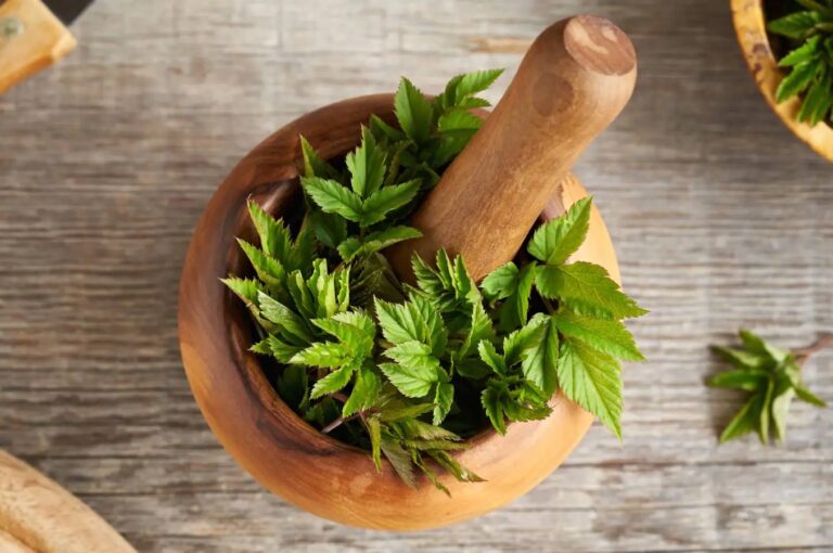 In Goutweed can treat rheumatoid arthritis and gout.  Learn that arthritis can treat rheumatoid arthritis and gout.