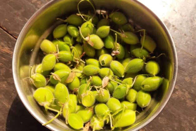 know 5 health benefits of green chickpeas